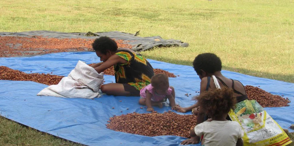 A family spreading cocoa beans to dry on tarpaulins in an open field